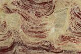 Polished Domal Stromatolite Slab - Western Australia #130466-1
